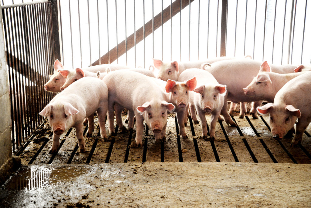 「養豚場が生き残る道」平野養豚場を訪ねて。その1 KOBOKU通信web|古木・古材・古民家のカルチャーwebマガジン