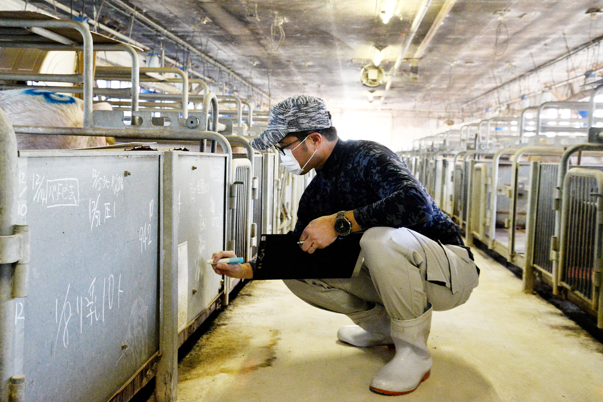 「養豚場が生き残る道」平野養豚場を訪ねて。その3 KOBOKU通信web｜古木・古材・古民家のカルチャーwebマガジン