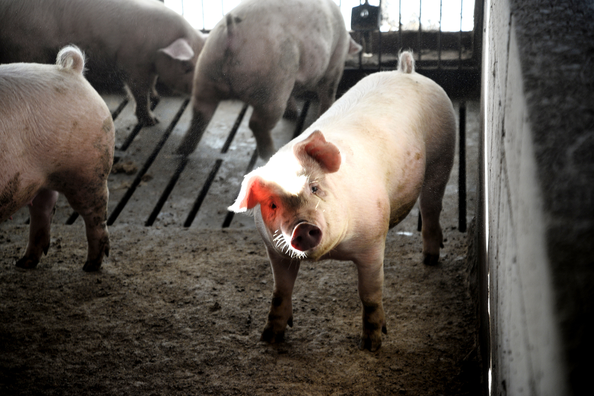 「養豚場が生き残る道」平野養豚場を訪ねて。その3 KOBOKU通信web|古木・古材・古民家のカルチャーwebマガジン